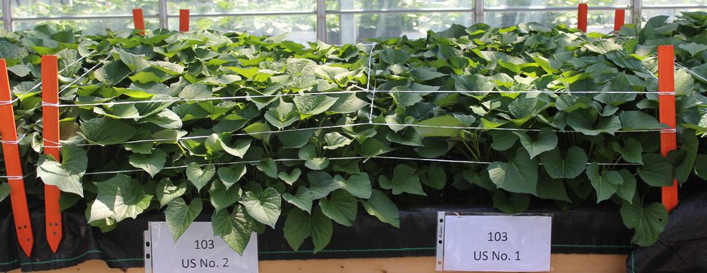 System 2: Storage root propagation U.S. growers use storage roots to produce slips by placing them in beds in fields or in unheated greenhouses.