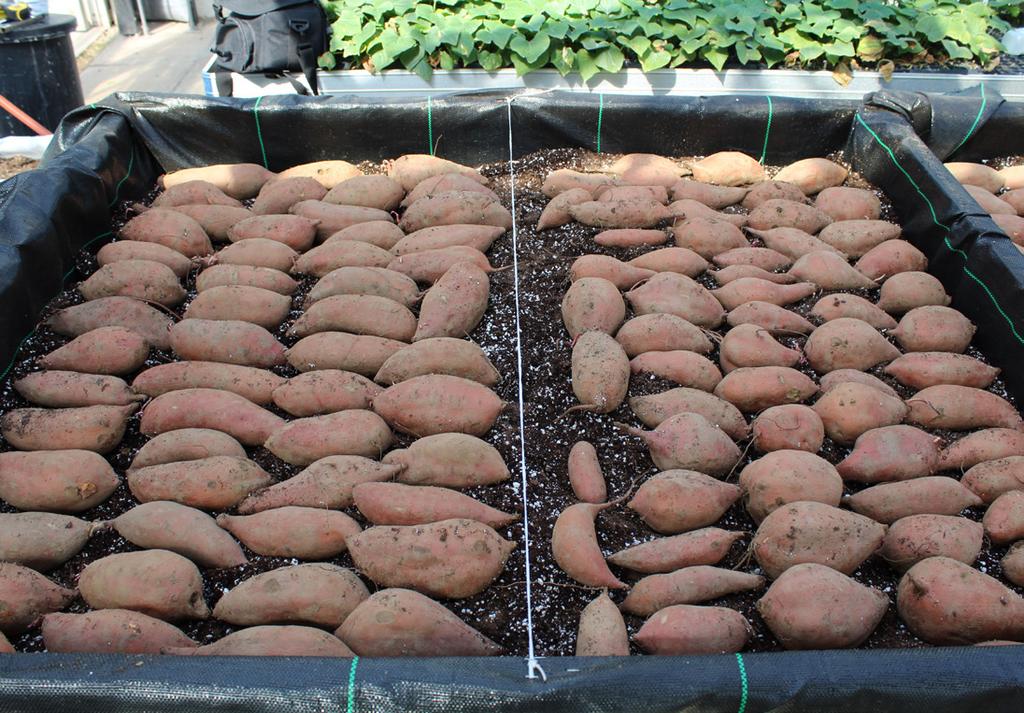 Results The total number of slips produced over two harvest seasons from U.S. grade No. 1 and U.S. grade No. 2 sweet potatoes are compared in Graph 4.