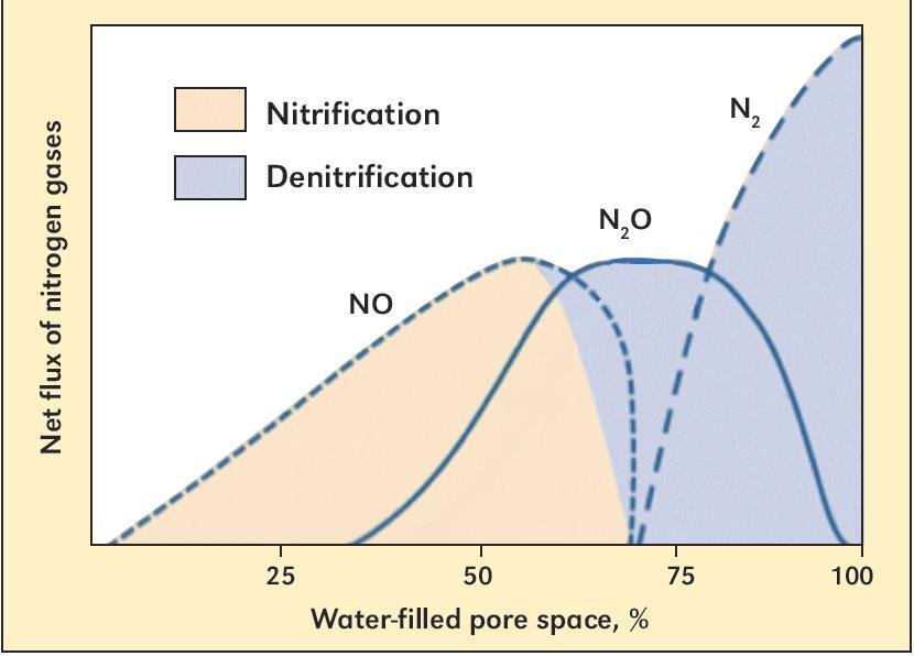 Denitrification- When does it occur?