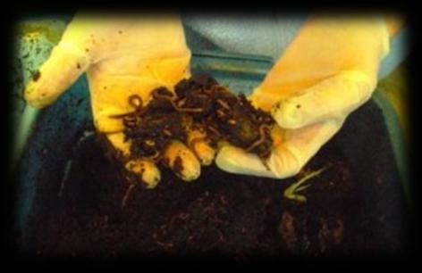 Vermiculture is growing red wiggler worms (which multiply quickly) by feeding them table scraps,