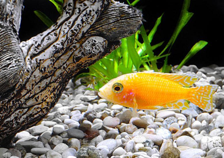 Empty your fresh water fish tank water into the garden or mix with