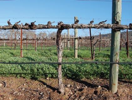 Unpruned BENEFITS OF DOUBLE PRUNING Pruning technique can significantly reduce the risk of disease infections.