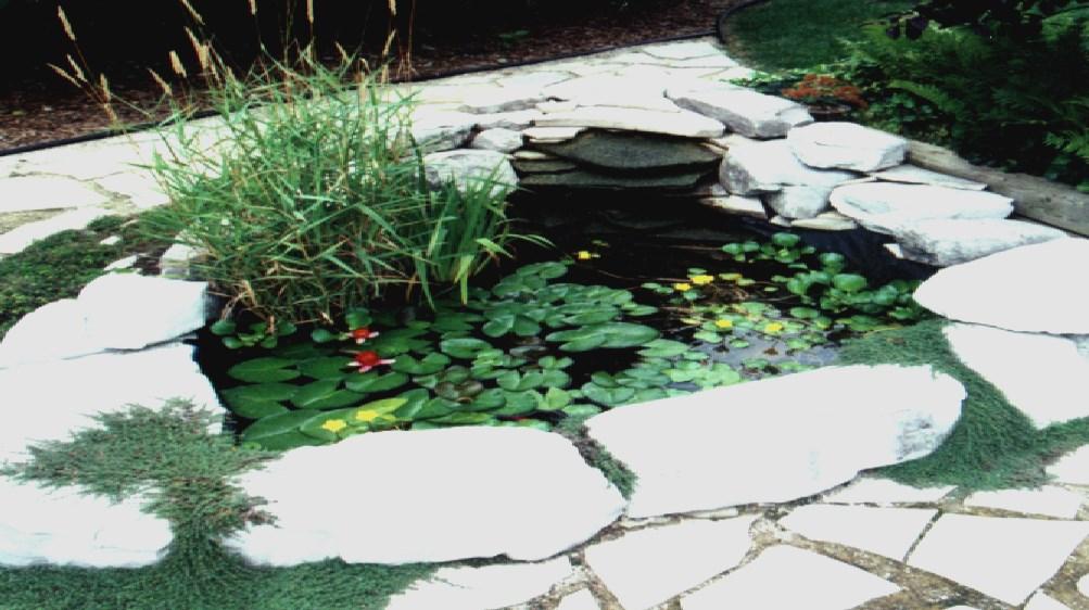 Plantings Certain plants help to maintain clear water, while others help to oxygenate the water for fish.