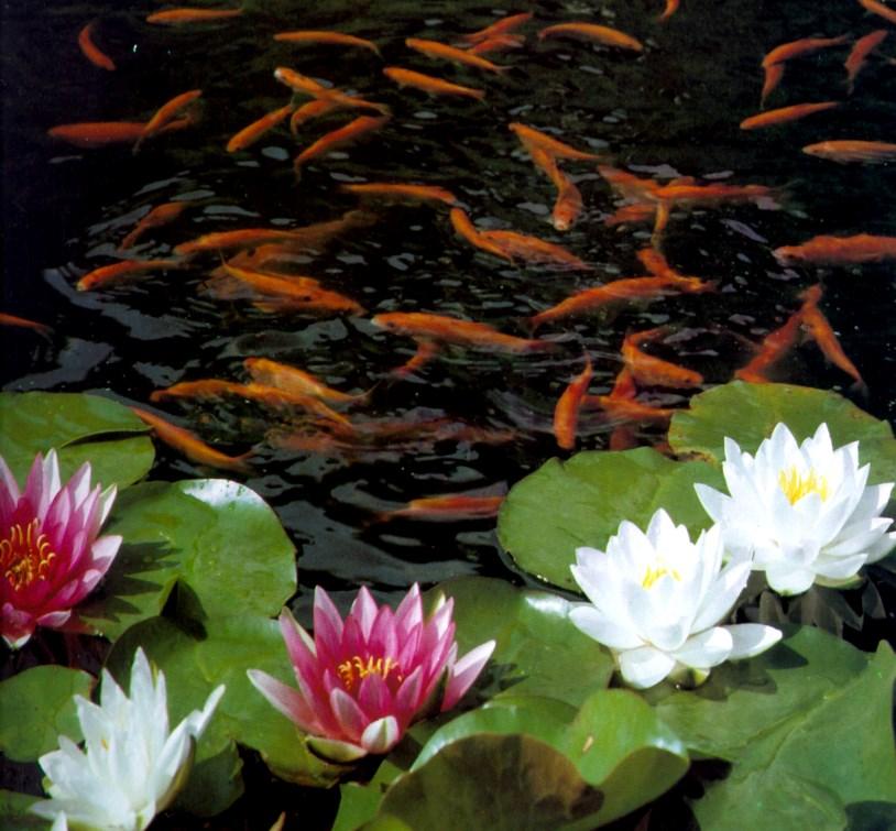Plantings Surface Floaters Surface floaters are a group of plants that include a wide range of water lilies, and other decorative colourful bloomers.