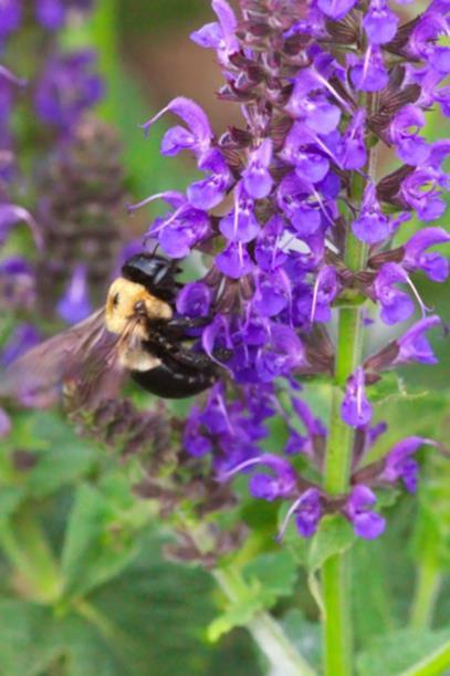 Pollinators There is a small cultural domain among undergraduate students at IUP centered on bees, particularly honey bees There is a general lack of knowledge about other pollinators, and the