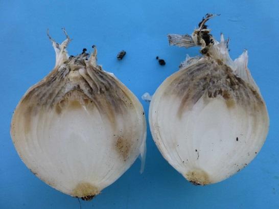 Downy mildew and neck rot on onion and stem and bulb nematode on garlic.