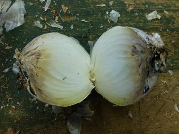 Onion neck rot: Methods Seeded mid May Fungicides sprays began mid July 5 sprays at ~