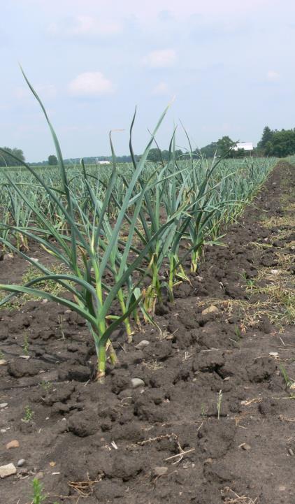 Garlic Production in Ontario Garlic is planted in October and harvested in July Small industry: 200-300 acres officially, probably ~ 600 In Canada: up