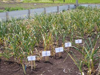 Nematicide Trials 2015-2016 Nematode infected garlic cloves (av. 830 nematodes/g) were treated in the Fall of 2015, prior to planting.