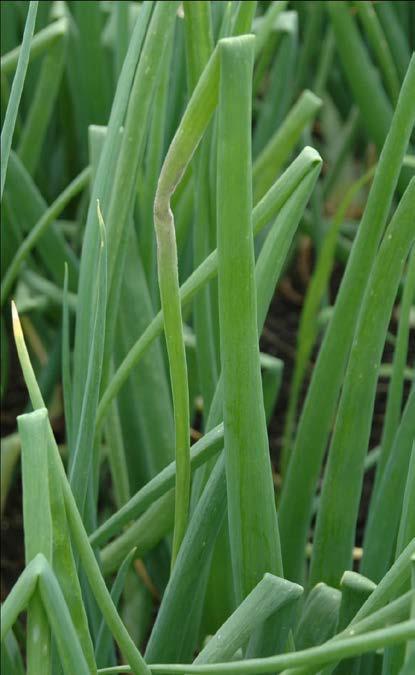 Onion downy mildew Develops in cool, humid weather Fungicides must be applied before infection takes place Disease