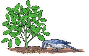 Caterpillars feed on the leaves and cause losses because of defoliation. Termites can cause groundnut plants to wither and die.