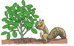 Birds, rats and squirrels feed on improperly buried seeds or can easily dig up seeds. Scare birds away and fence the field to control rodents. Moths and beetles attack stored groundnuts.