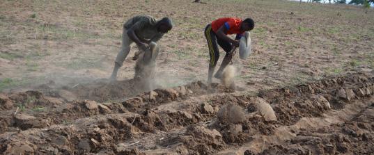 Step 1: Land selection and preparation All soils, other than very heavy soils, are suitable for groundnut production. Groundnut grows best in sandy loam soil.