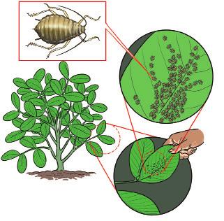 Pests and diseases Pests Aphids transmit the rosette virus and damage groundnut plants by feeding on it. You can spray with insecticides to control aphids.