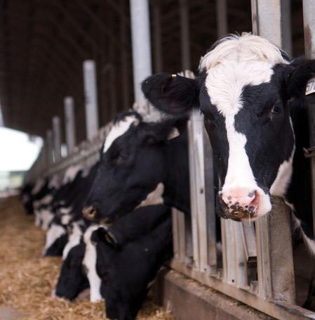 Successful feed management You can optimize milk production through an advanced feeding strategy. The right feeding system is vital to produce a high milk yield and to ensure healthier cows.