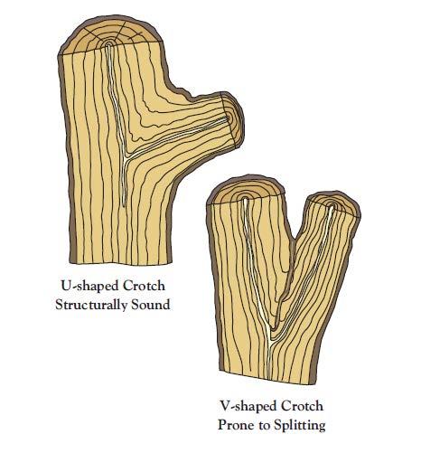 TM: C3-1 Tree Structure U-Shaped Crotch