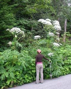Giant Hogweed Control in BC Giant hogweed (Heracleum mantegazzianum) is an invasive, alien plant that originates from the Caucasus Mountains in west central Asia where it grows in subalpine meadows