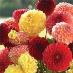 Dead-head your flowers Keep deadheading annuals and perennials to extend their performance. Keep dead-heading your Penstemons, Dahlias and Roses to prolong flowering.