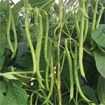Feed and water French and Runner beans Keep feeding and watering French and runner beans to make the most of them. Continue harvesting little and often to prevent them setting seed.
