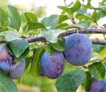 Harvest plums and freeze the excess Pick plums. If you have more than you need, then freeze them by washing, halving and stoning them, before laying them out on a tray in the freezer.