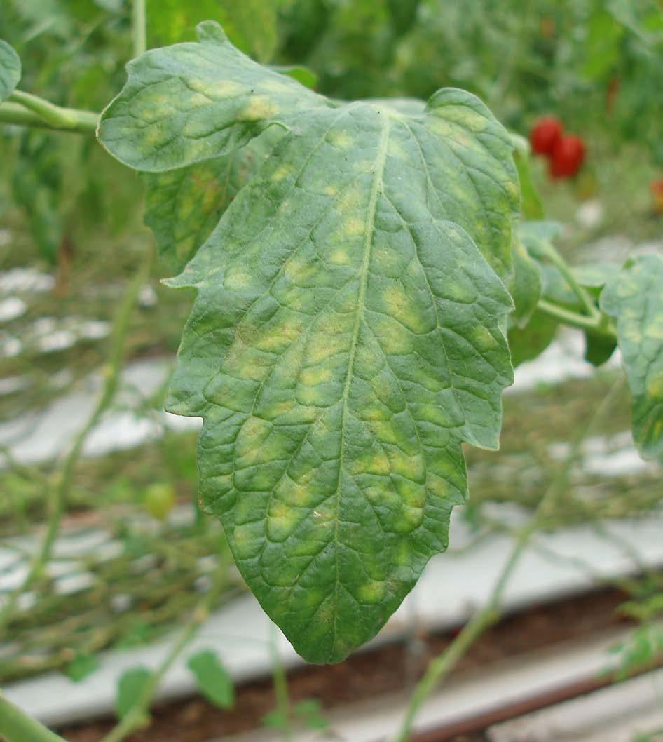 Tomato leaf mould