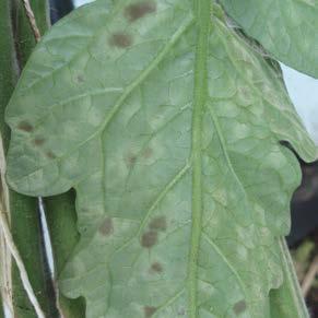 Figures 3 and 4. Typical leaf mould patches of velvety-brown fungal growth on the lower leaf surface Figure 5.