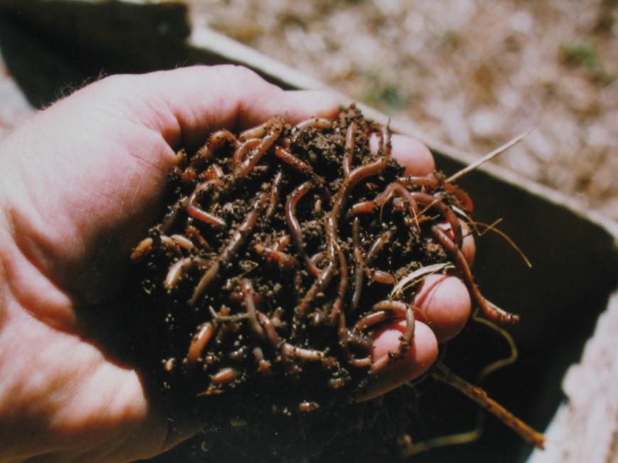 4. A worm farm The writer has made excellent potting soil which is rich in nutrients by farming worms in manure and leaf mould, using leaves placed on the surface as a worm food.