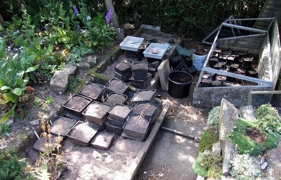The plunge frame area looks in total chaos as I work my way through re-potting but order does return