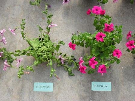 Improvements in Petunia: Reduction of the