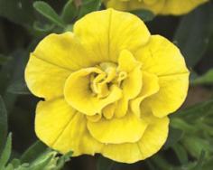 20 Double flowering Calibrachoa: A case study The breeding program was established in 1996 with the focus on colour, production characteristics and early flowering In