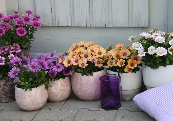 7 The global flower market: Trends in gardening The classical plant classes like bedding plants,