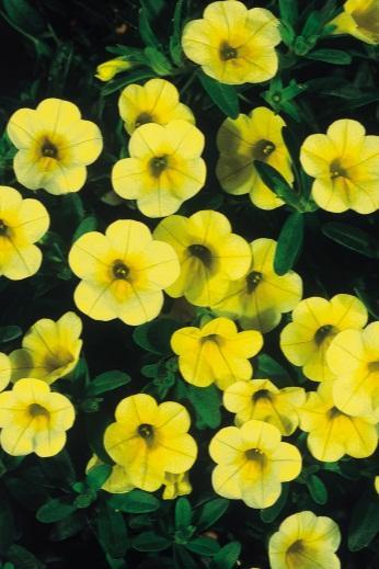 Conventional breeding approaches: Bedding plants 9 The bedding plant market is driven by the indroduction of new commercial products which can be a new hybrid, a new species or even a new genera The