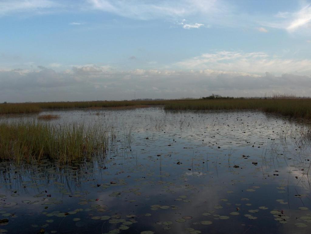 Everglades Wildlife and Environmental Area (Broward County) Photo by Paul Russo Slough Description: Sloughs are the deepest drainageways within swamps and marsh systems.