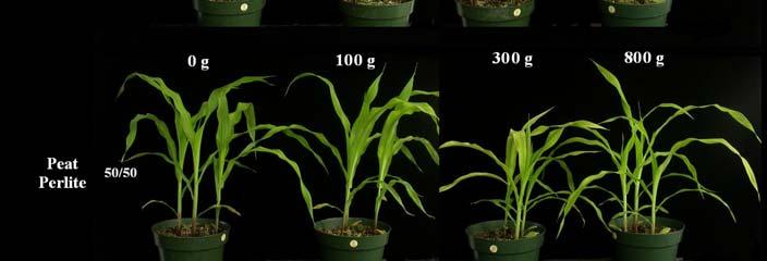 Comparison of percent plant available water. Values are shown ± 1 standard deviation. Peat/perlite 50/50 had 3 replicate pots with tomato and 2 replicate pots with wheat.