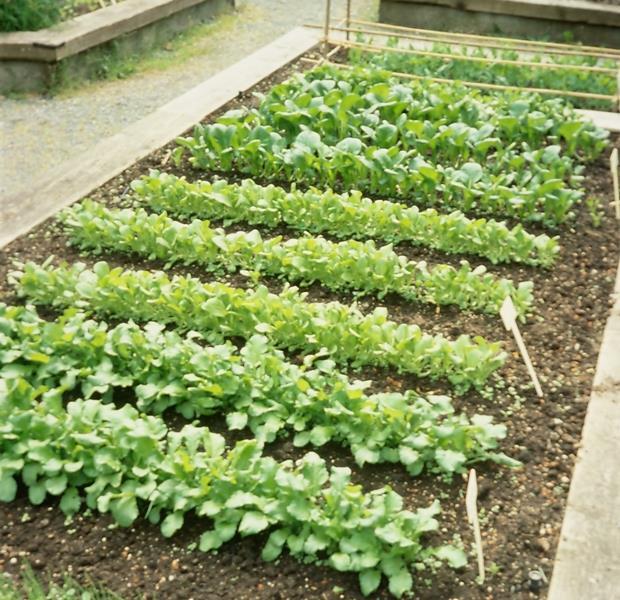 Plant densely Do you really need rows in a raised bed?