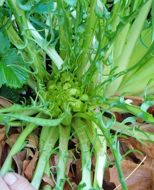 endive, artichoke Valerian family: Corn salad Grass family: