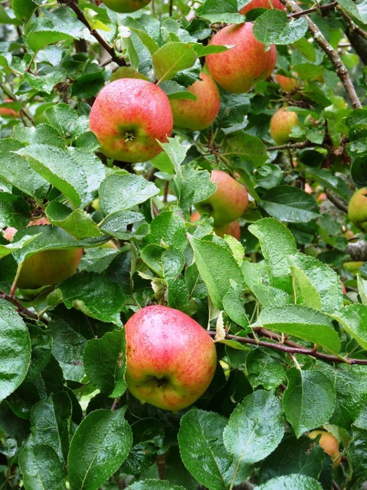 Check whether cross-pollination is required Most apples & pears, some cherry & plum varieties can only set fruit if they receive