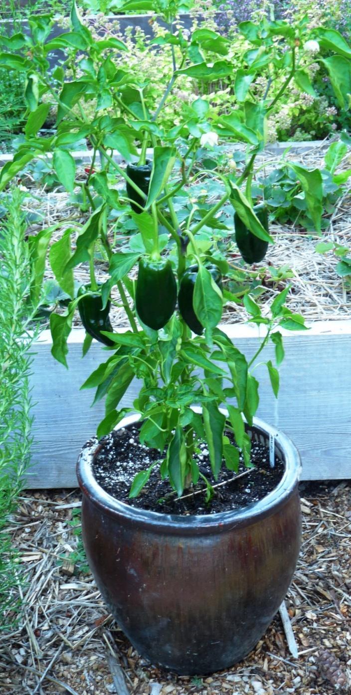 Growing Food in Containers Best suited: Tomatoes, peppers, eggplant Lettuce & salad greens