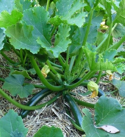 cucumbers Determinate/bush tomatoes