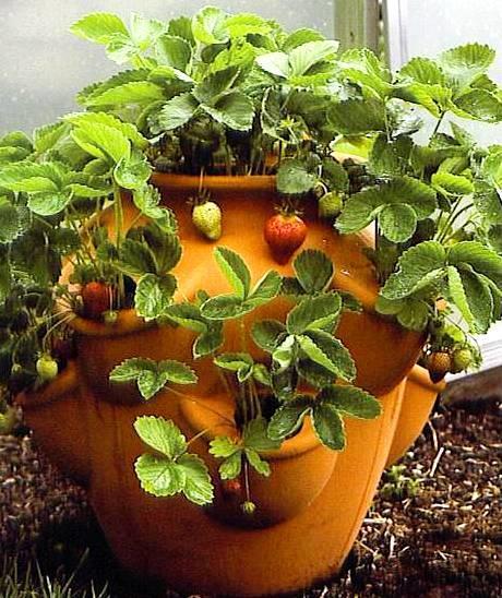 Strawberries: Best fruit Small roots are well suited to containers Traditional strawberry jar: for Containers Day neutral/ever-bearing cultivars most