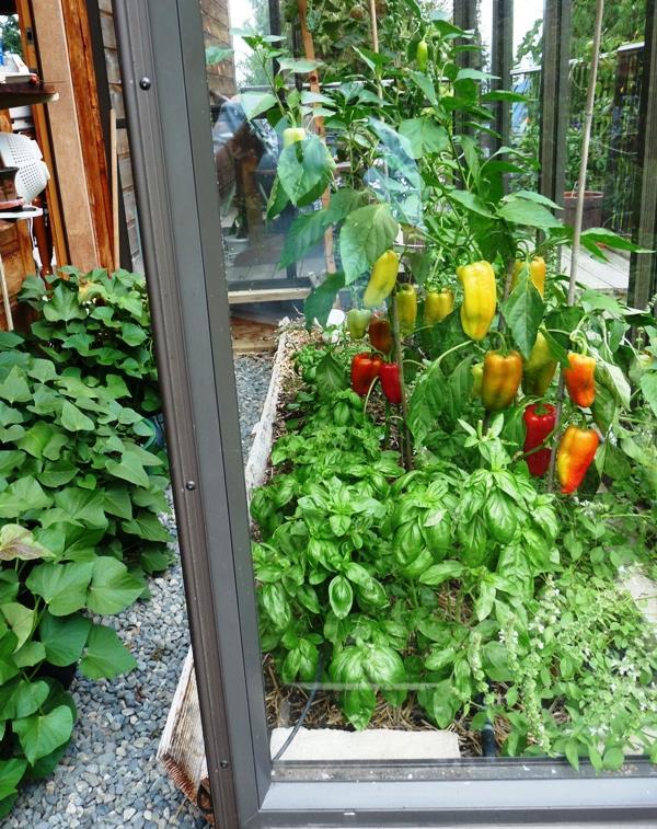 Greenhouses: Summer Heat loving crops: tomatoes, peppers,