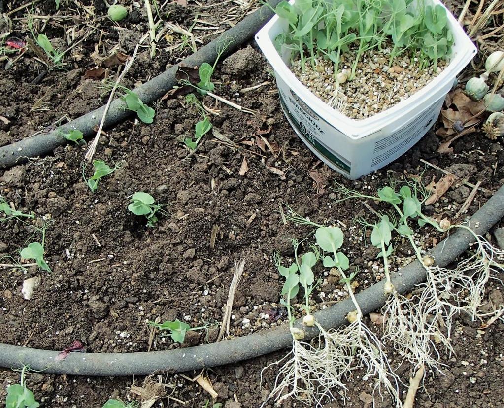 Managing Pea leaf weevil Sprout peas 2-3 weeks ahead, indoors Feed spring peas with nitrogen-rich