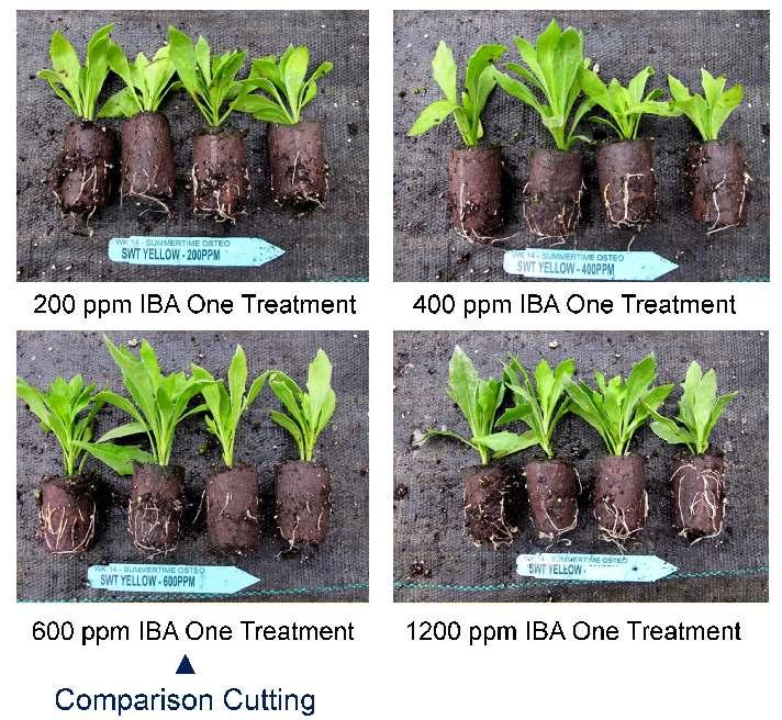 Fred Davies study on Ficus pumila (based upon his thesis). The study describes the efficacy of foliar applied aqueous K-IBA Rooting Solutions on root formation concerning cutting maturity.