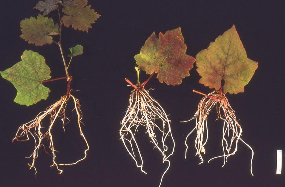 Root and shoot growth regulation in grape softwood cuttings 35 a Sprouting (%) 100 80 60 40 20 0 1 2 3 4 b Rooting (%) 100 80 60 40 20 0 1 2 Time after planting (wk) Fig. 5.