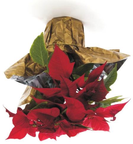 Growing Poinsettias MORE POINSETTIAS are grown than any other potted flowering crop. Sales exceeded $242 million in a recent year. Nearly all the sales were associated with Christmas.