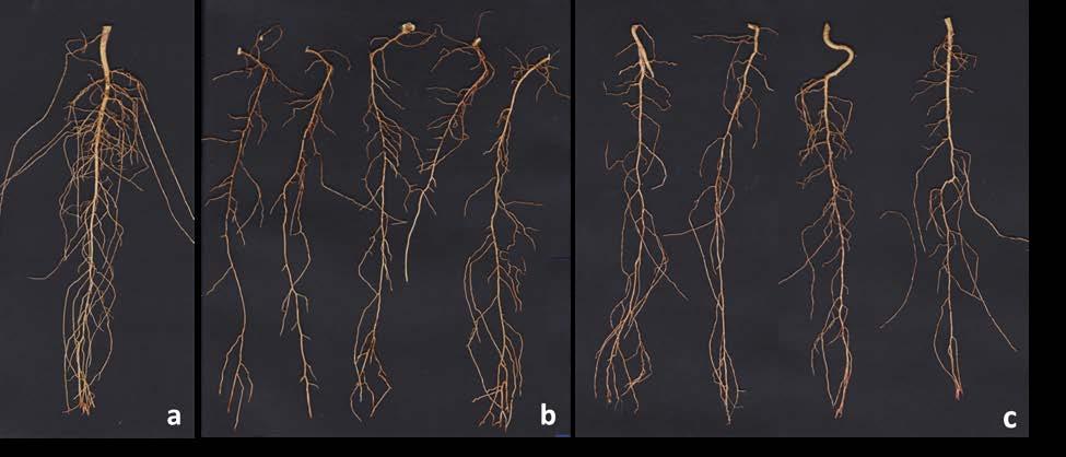 Root architecture Young non grafted plants P P P P P P P P P P L L L L L L L L L Seedling Traits assessed: