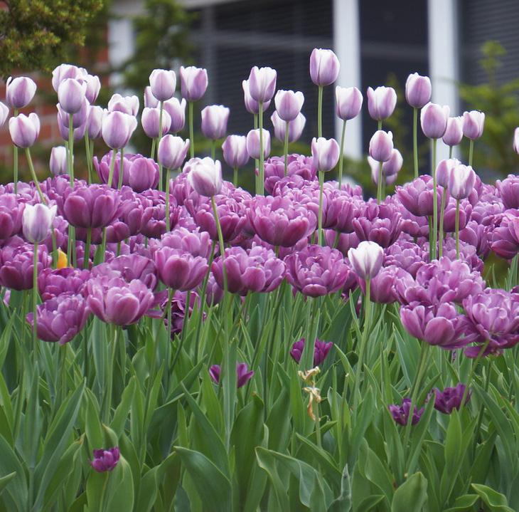 Tulip Bulb Mix Multiple varieties and colors.