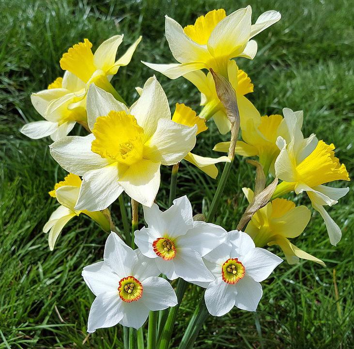 BULBS Daffodil Bulb Mix Mixed varities of early to late spring
