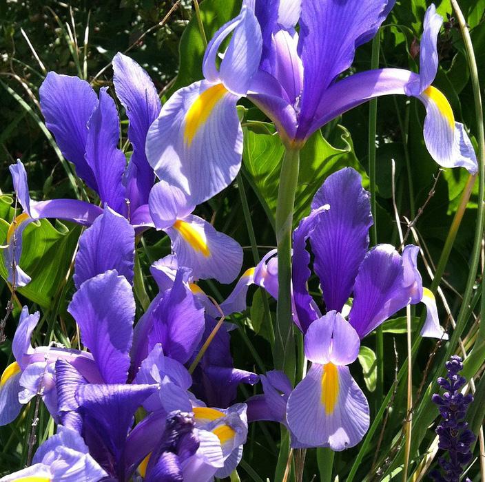 Retail for - $13 Dutch Iris Mix Botanical Name: Iris Hollandica Dutch Iris mix with colors varying from purple,