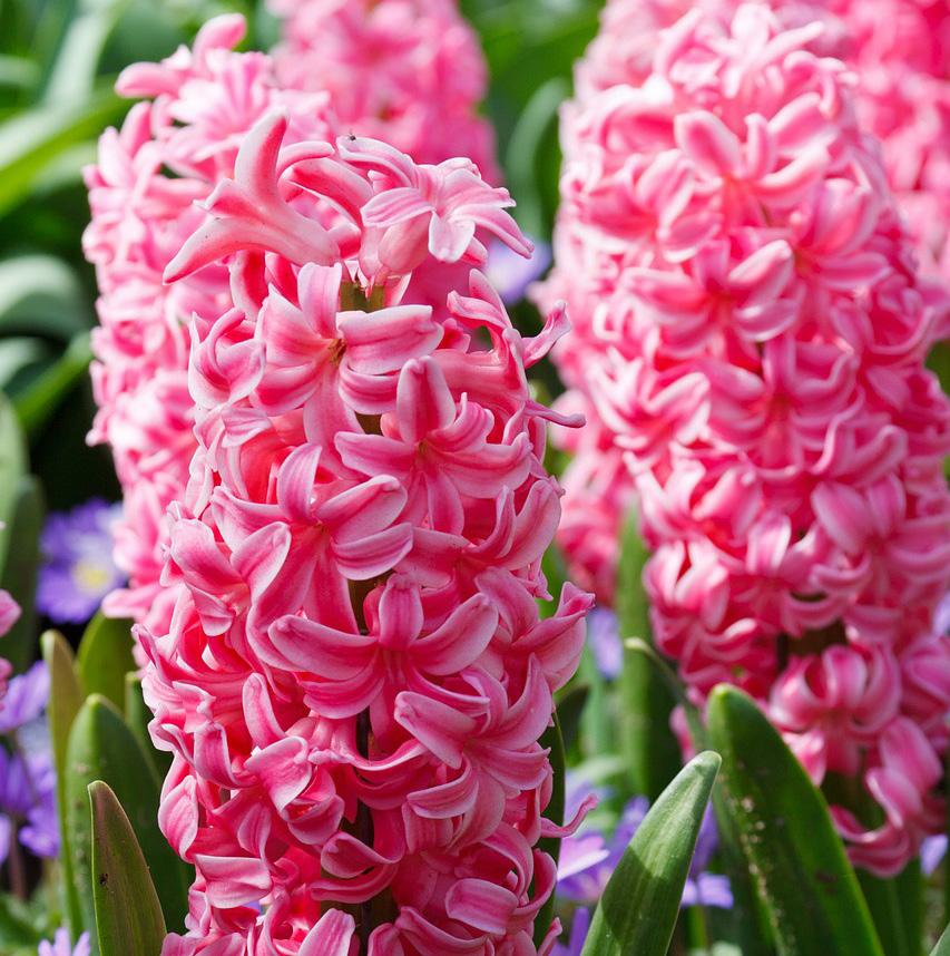 SOIL: Average, well drained PLANTING DEPTH: 3 HEIGHT: 4-6 BLOOM TIME: Very Early Spring QTY PER